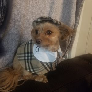 Fashion Dog Cape & Cap